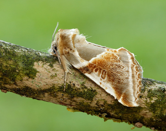 65.009 BF1653 Buff Arches Habrosyne pyritoides