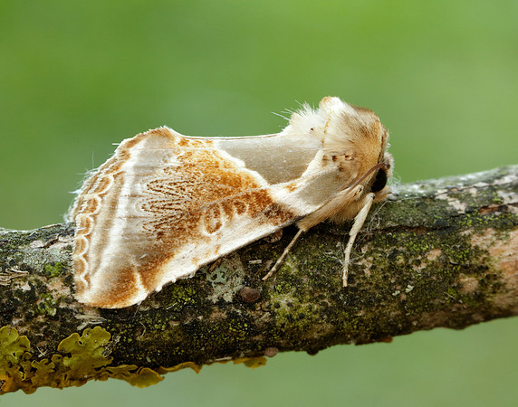 65.009 BF1653 Buff Arches Habrosyne pyritoides