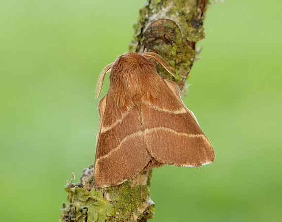 66.003 BF1634 Lackey Malacosoma neustria