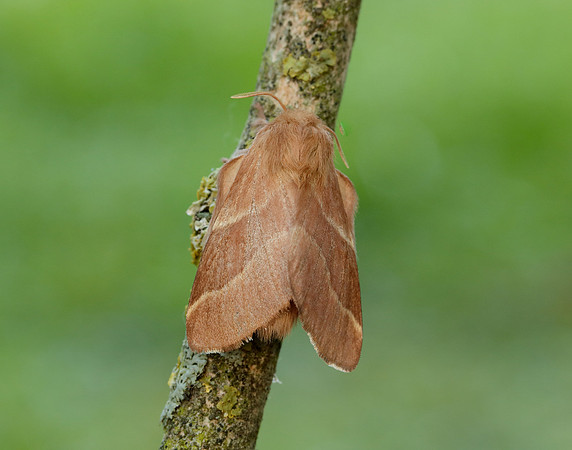 66.003 BF1634 Lackey Malacosoma neustria