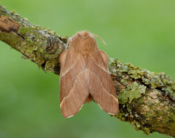 66.003 BF1634 Lackey Malacosoma neustria