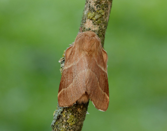 66.003 BF1634 Lackey Malacosoma neustria