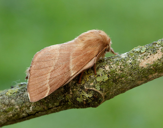 66.003 BF1634 Lackey Malacosoma neustria