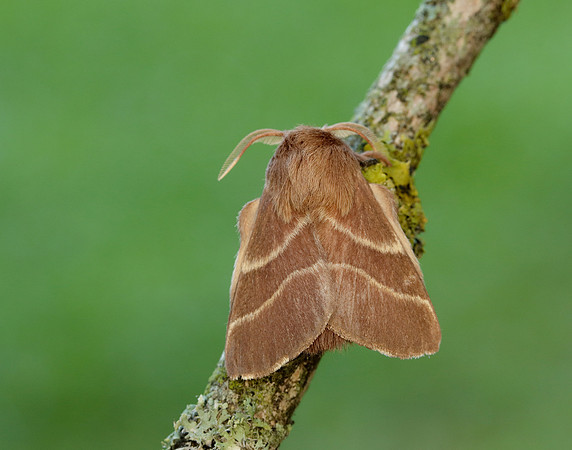 66.003 BF1634 Lackey Malacosoma neustria