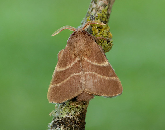 66.003 BF1634 Lackey Malacosoma neustria