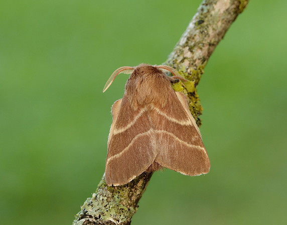 66.003 BF1634 Lackey Malacosoma neustria