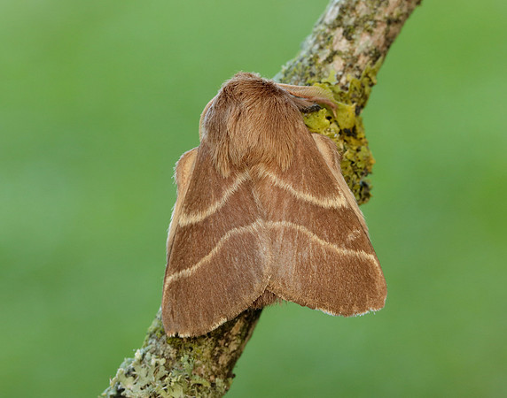 66.003 BF1634 Lackey Malacosoma neustria
