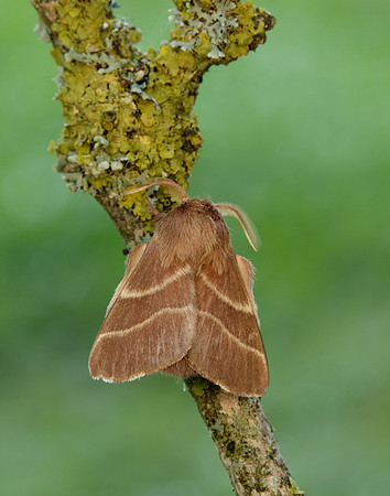 66.003 BF1634 Lackey Malacosoma neustria