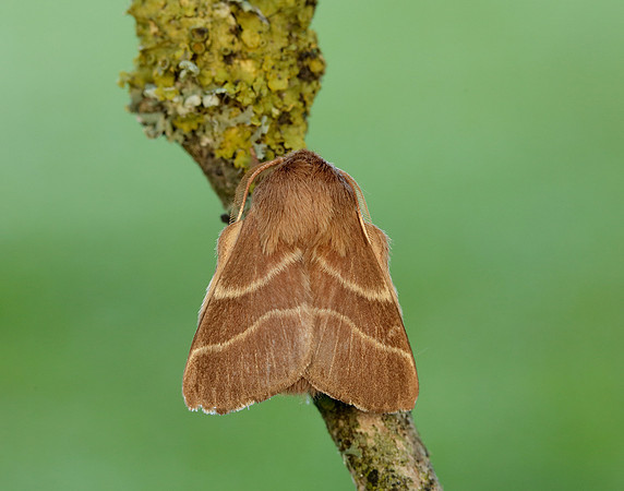 66.003 BF1634 Lackey Malacosoma neustria