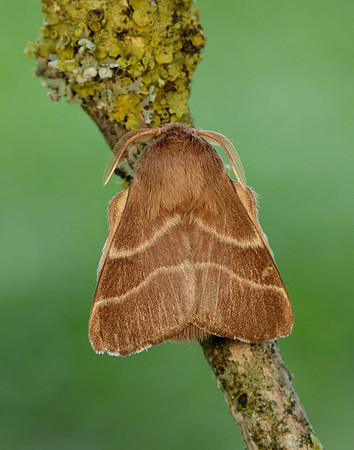 66.003 BF1634 Lackey Malacosoma neustria