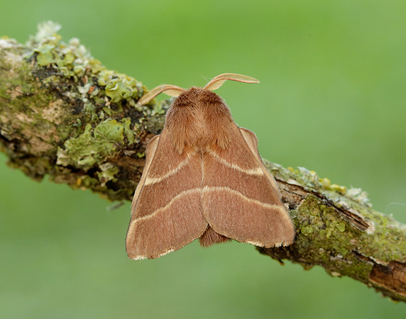 66.003 BF1634 Lackey Malacosoma neustria