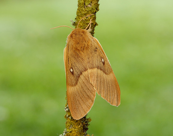 66.007 BF1637 Oak/Northern Eggar Lasiocampa quercus