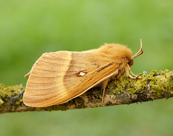 66.007 BF1637 Oak/Northern Eggar Lasiocampa quercus