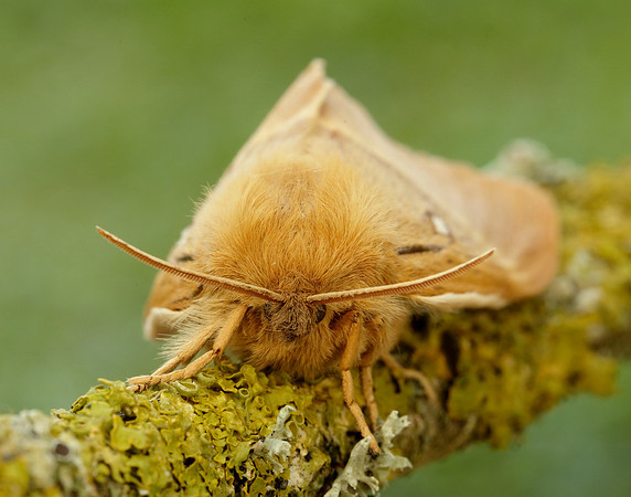 66.007 BF1637 Oak/Northern Eggar Lasiocampa quercus