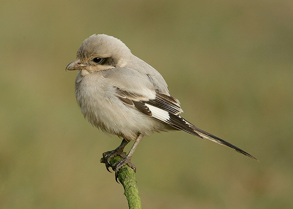 Steppe Grey Shrike Lanius meridionalis pallidirostris