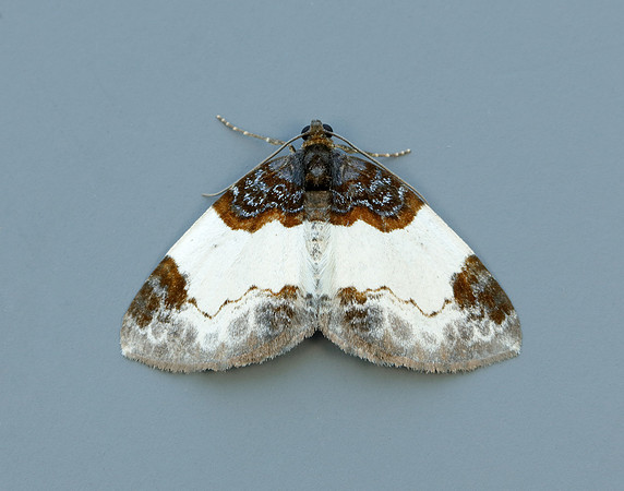 70.068 BF1748 Beautiful Carpet Mesoleuca albicillata