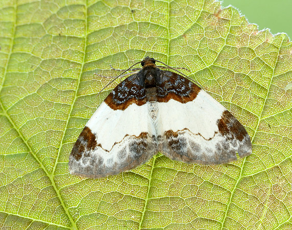 70.068 BF1748 Beautiful Carpet Mesoleuca albicillata