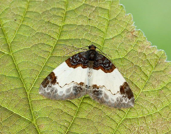 70.068 BF1748 Beautiful Carpet Mesoleuca albicillata
