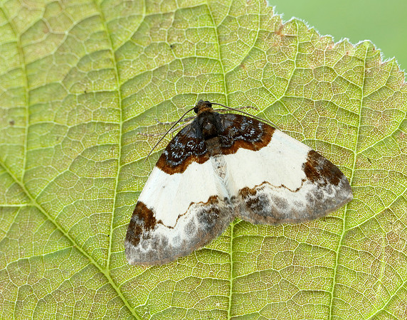 70.068 BF1748 Beautiful Carpet Mesoleuca albicillata