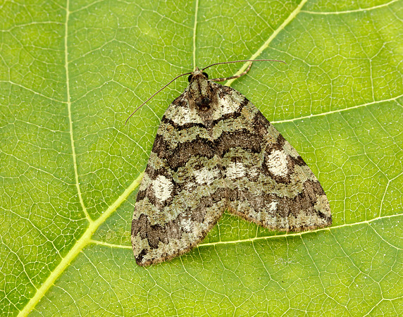 70.074 BF1777 July Highflyer Hydriomena furcata