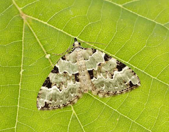 70.100 BF1776 Green Carpet Colostygia pectinataria