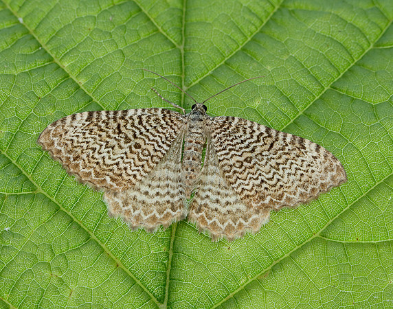 70.121 BF1789 Scallop Shell Hydria undulata