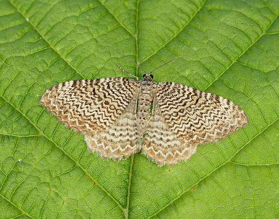 70.121 BF1789 Scallop Shell Hydria undulata