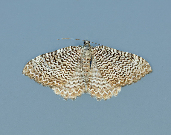 70.121 BF1789 Scallop Shell Hydria undulata