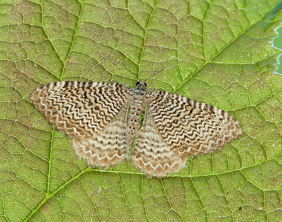 70.121 BF1789 Scallop Shell Hydria undulata