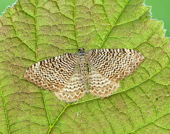 70.121 BF1789 Scallop Shell Hydria undulata