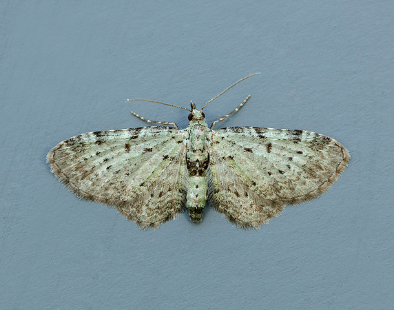 70.145 BF1861 Bilberry Pug Pasiphila debiliata