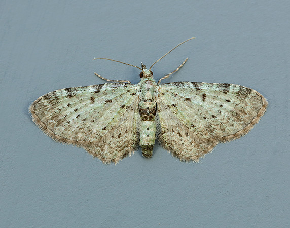 70.145 BF1861 Bilberry Pug Pasiphila debiliata