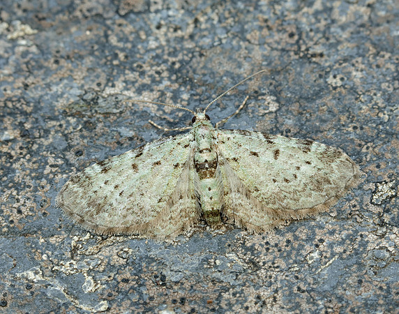70.145 BF1861 Bilberry Pug Pasiphila debiliata
