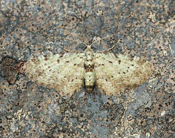 70.145 BF1861 Bilberry Pug Pasiphila debiliata