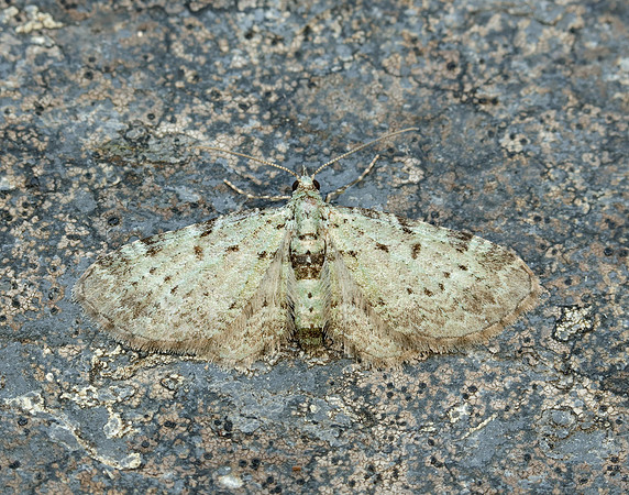 70.145 BF1861 Bilberry Pug Pasiphila debiliata