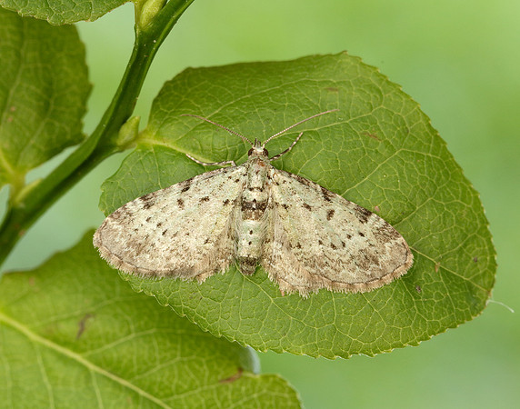 70.145 BF1861 Bilberry Pug Pasiphila debiliata