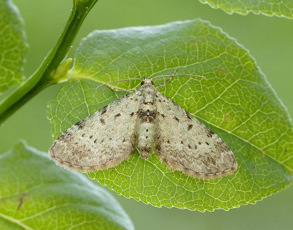 70.145 BF1861 Bilberry Pug Pasiphila debiliata