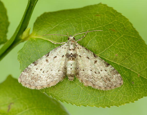 70.145 BF1861 Bilberry Pug Pasiphila debiliata