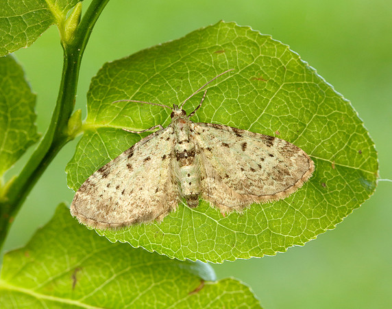 70.145 BF1861 Bilberry Pug Pasiphila debiliata