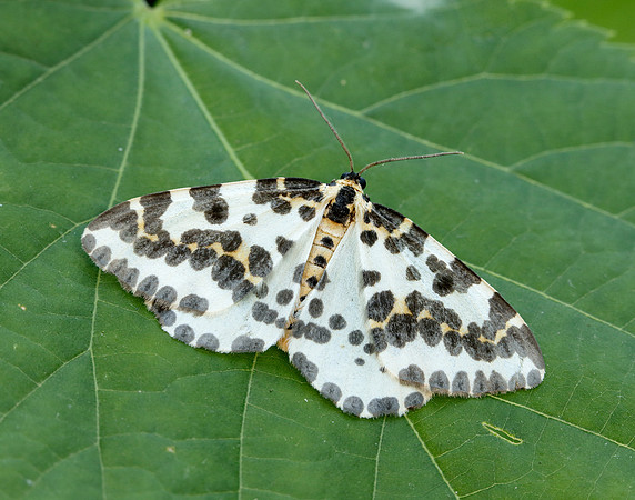 70.205 BF1884 Magpie Abraxas grossulariata