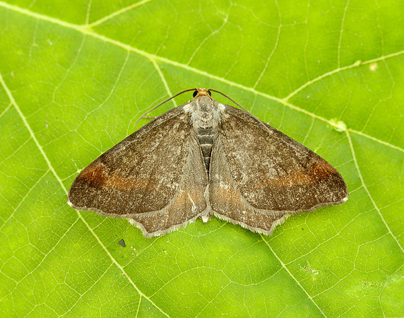 70.214 BF1893 Tawny-barred Angle Macaria liturata