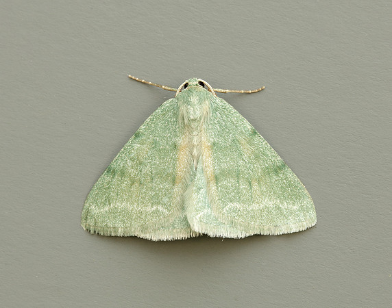 70.297 BF1665 Grass Emerald Pseudoterpna pruinata
