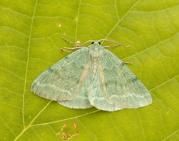 70.297 BF1665 Grass Emerald Pseudoterpna pruinata