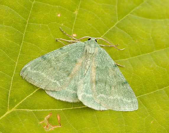 70.297 BF1665 Grass Emerald Pseudoterpna pruinata