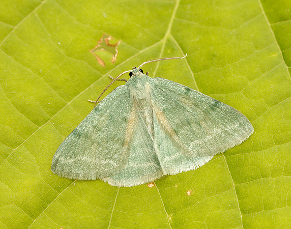 70.297 BF1665 Grass Emerald Pseudoterpna pruinata