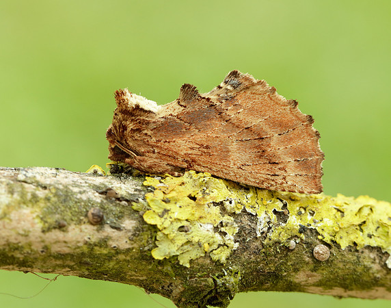 71.021 BF2008 Coxcomb Prominent Ptilodon capucina