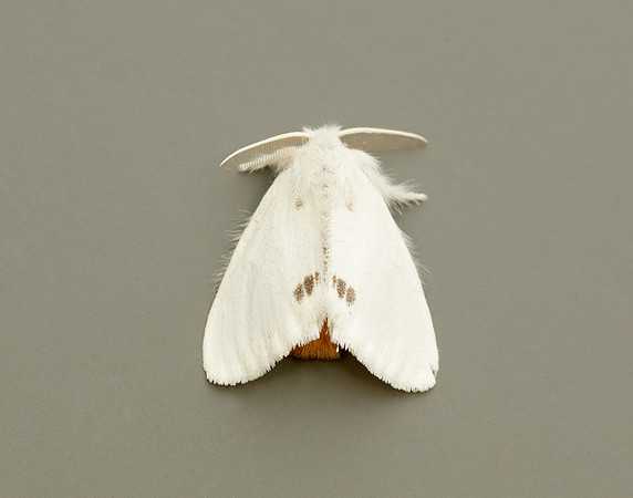 72.013 BF2030 Yellow-tail Euproctis similis