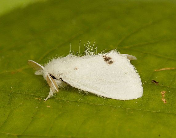 72.013 BF2030 Yellow-tail Euproctis similis