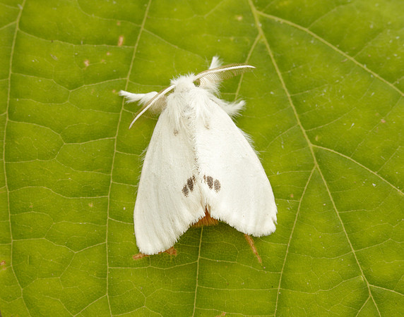 72.013 BF2030 Yellow-tail Euproctis similis