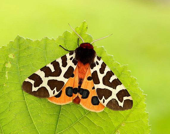 72.026 BF2057 Garden Tiger Arctia caja
